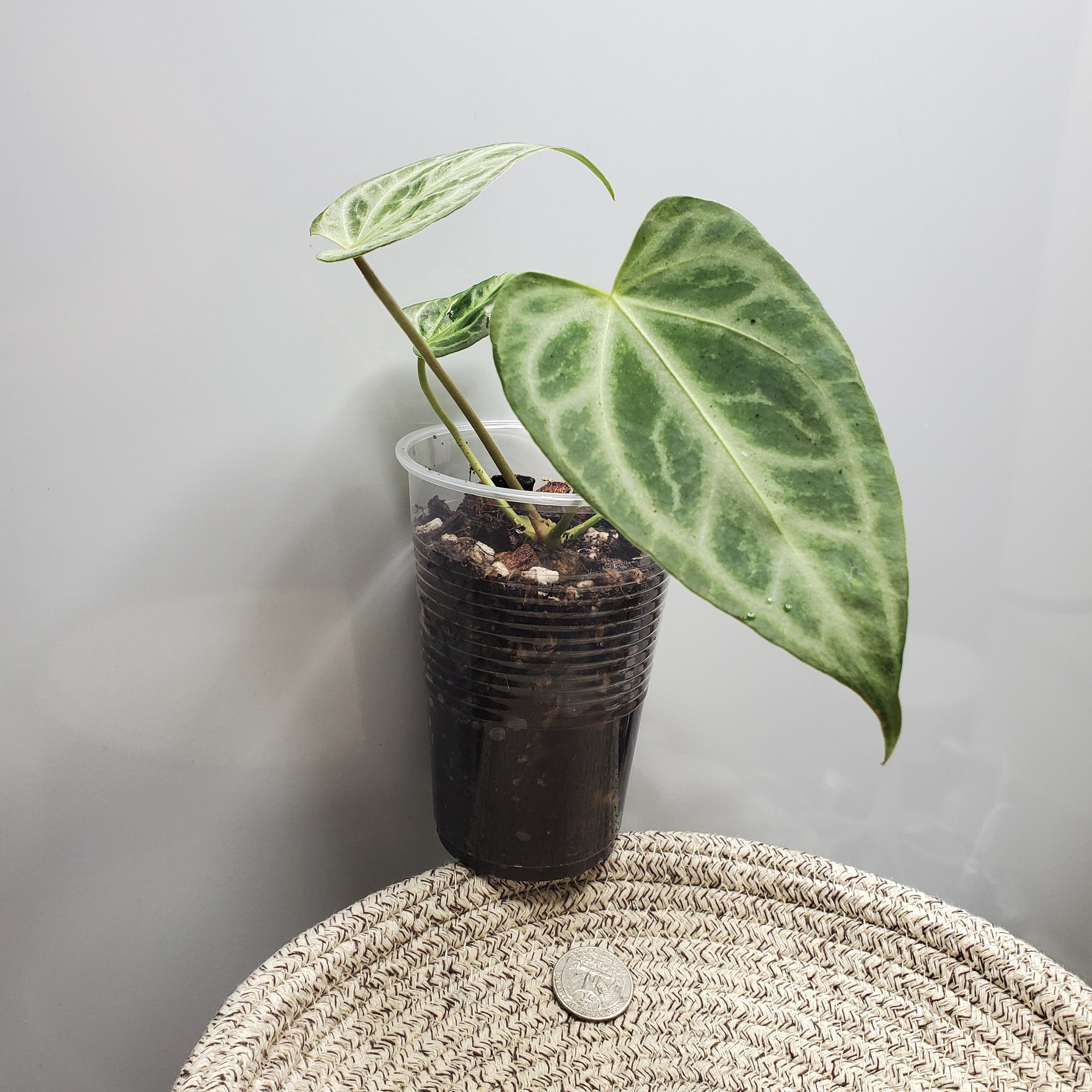Anthurium Fairchild Crystallinum | FTG Crystallinum | F2 - Etsy