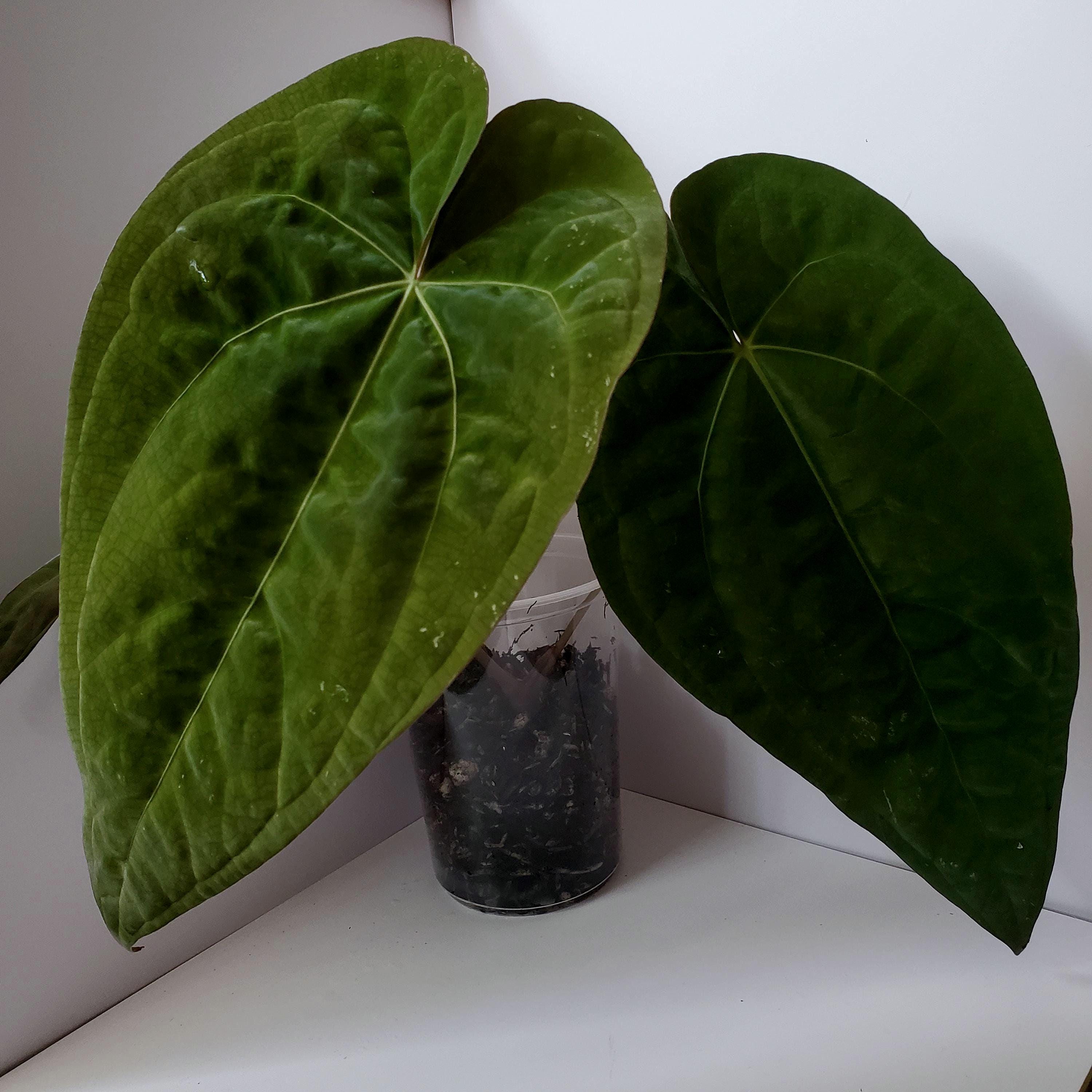 Papillilaminum GunaYala × Zara Michelle Anthurium Papillilaminum 'Guna Yala' x (Zara x Michelle