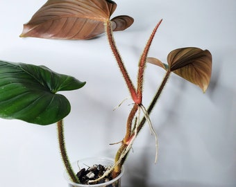 Philodendron squamicaule Pink