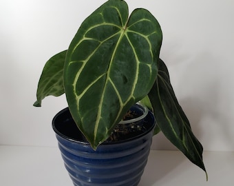 Anthurium Forgetii X Carlablackiae - Exact Plant - Etsy