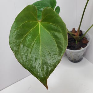 Anthurium Kos X Hu - Etsy