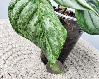 Variegated philodendron sodiroi