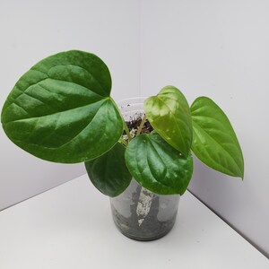 Crocodile vert anthurium | Anthurium moronense x Anthurium luxurians - Etsy  France