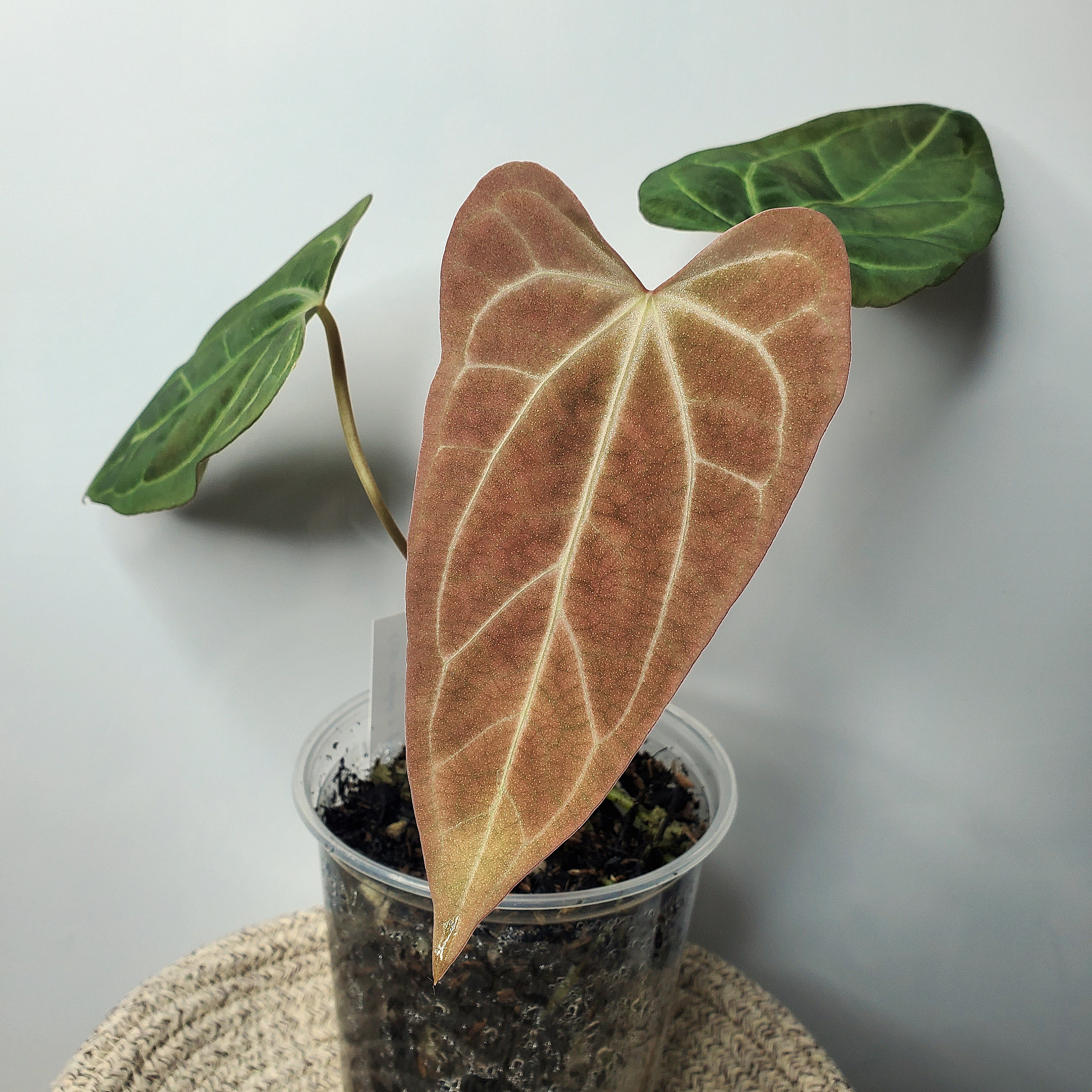 アンスリウム （AOS x Antolakii） x Portillae 🪴Anthurium antolakii ✖︎ 'AOS' df 🪴 #aroid #Anthurium