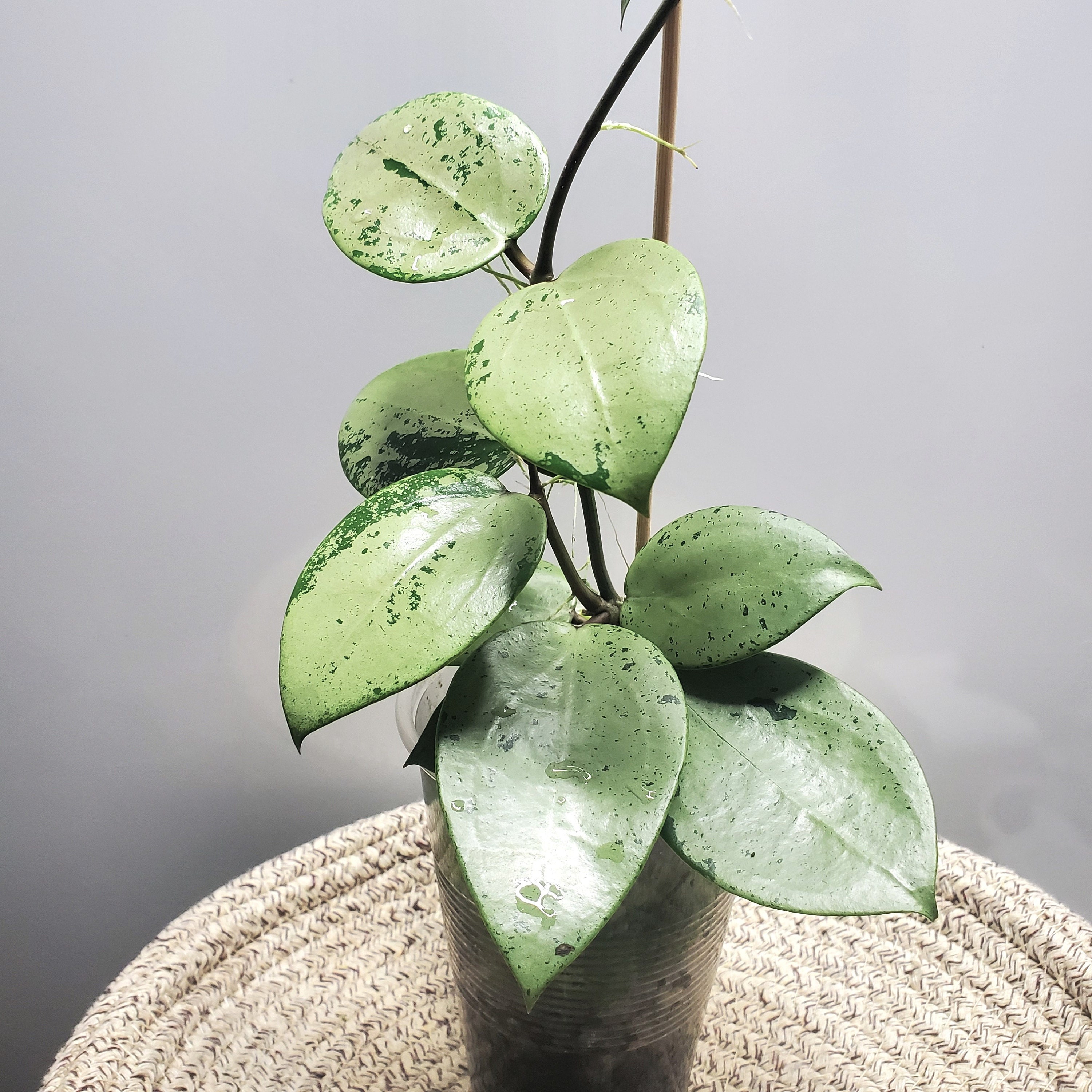Hoya verticillata (Heart Leaf Silver) | 2-Inch – Hoya