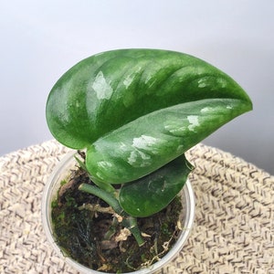 Scindapsus silver Metallic ☆スキンダプサス 新品在庫有り