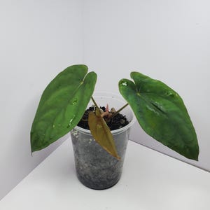 Anthurium dressleri RA