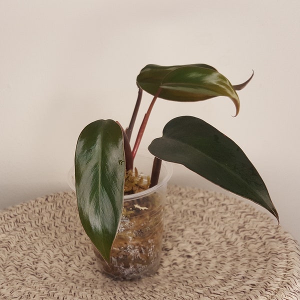 Philodendron majesty rooted top cutting