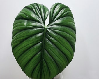 Philodendron sp Silver