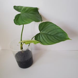 Philodendron Silver Angel
