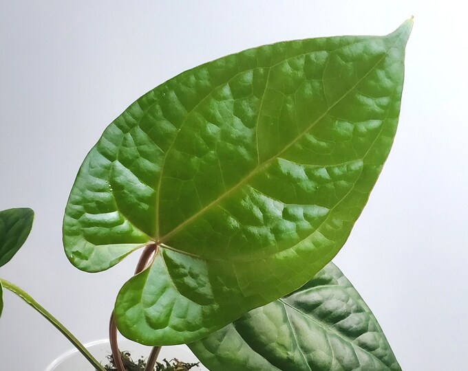Anthurium magnificum hybrid 'Purple Frilly Mag' 🦄 main image 1