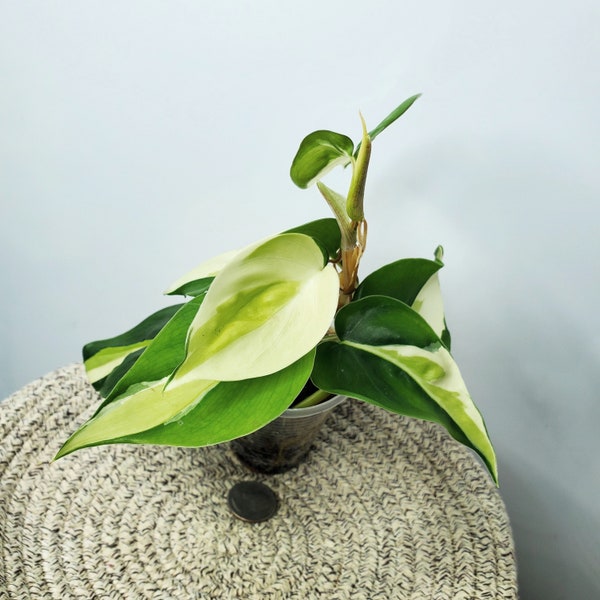 Philodendron Gabby