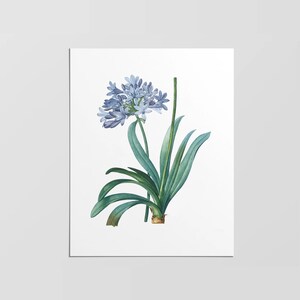 Agapanthus Umbellatus, Vintage Flower Print, Lily of the Nile Print, Blue Flower Print, Antique Flower Print, Botanical Floral Art Print