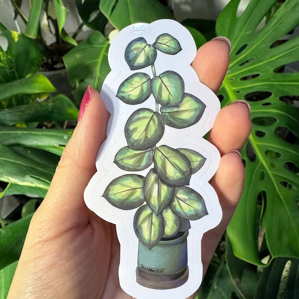 Hoya Stickers -Hoya Argentea Princess Stickers - Plant Stickers - Water Resistant Durable Vinyl Glossy Plant Stickers - Plant Lover Gift