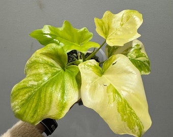 variegated philodendron warszewiczii golden rooted active growing. Exact plant. Fast shipping! US seller!