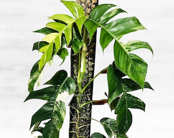 Stackable Moss pole - New Design from The Moss Pole. US seller
