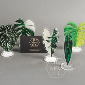Variegated Alocasia Frydek Decoration Aroid Rare Plants Ornament Monstera Albo Variegated Decoration Anthurium Stand Ornament