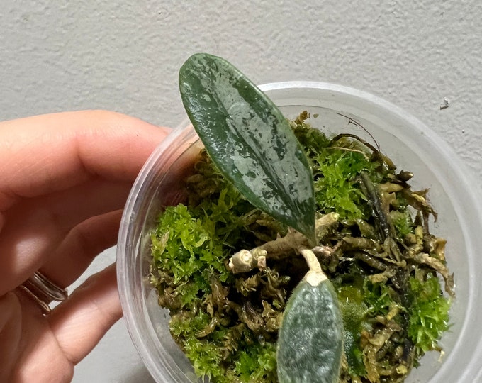 Hoya Lima Splash Rooted Cutting Active Growing. Exact Plant. - Etsy