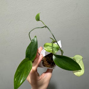 Scindapsus variegated blue albo rooted bottom cutting. US seller!
