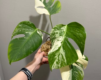 Monstera Albo Variegated rooted active growing. Variegated Monstera albo plant . US seller