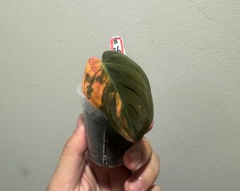 Philodendron micans variegated aurea rooted cutting with active growth point！US seller!