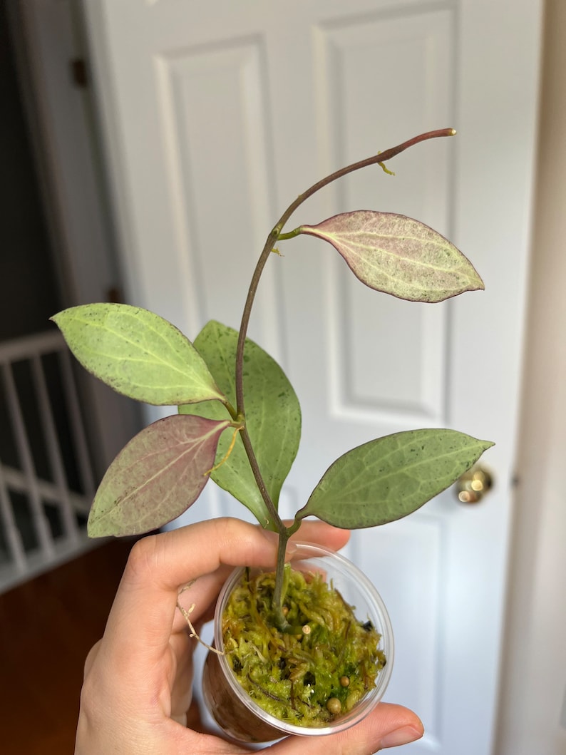 Hoya New Guinea Ghost NGG Pink sunstressed Rooted Actively Etsy Hoya New Guinea Ghost NGG Pink sunstressed Rooted Actively Etsy