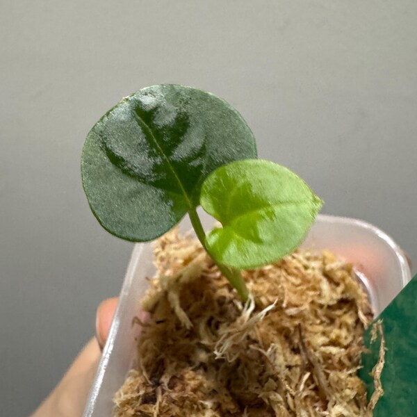 Anthurium dress RBC x carladress RLs1 • germinated seeds