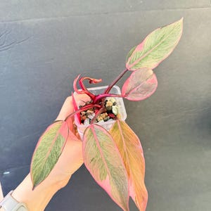 Philodendron Pink Princess Mutation - Etsy