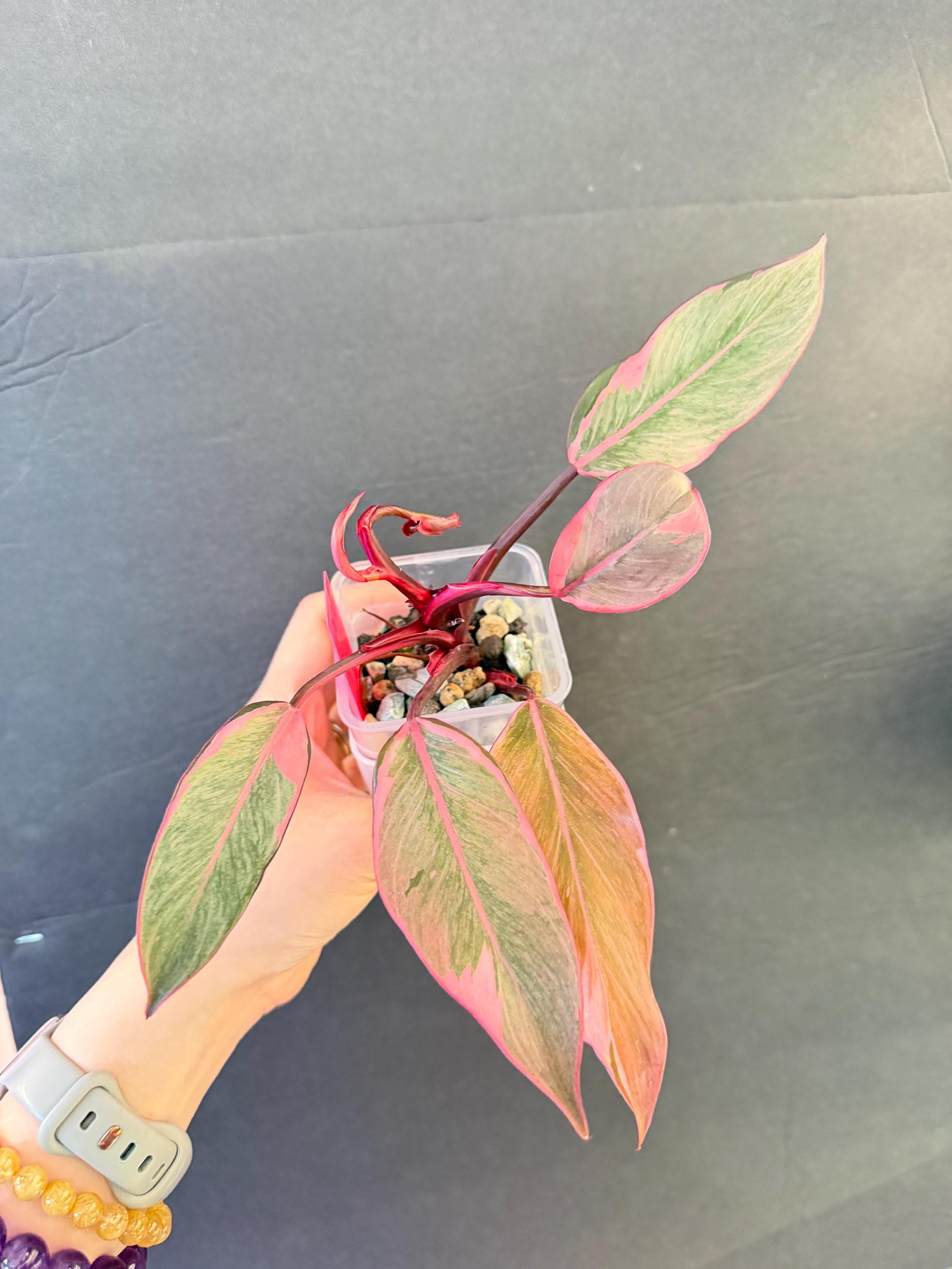 pink princess スポア pink princess スポア Philodendron Pink Princess Mutation - Etsy
