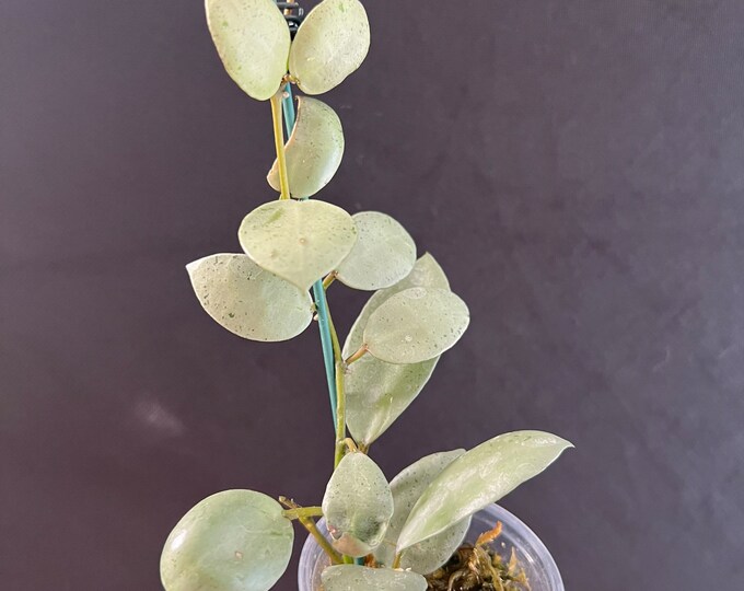 Hoya Lacunosa Silver Mint Coin Rooted Actively Growing. Exact Etsy