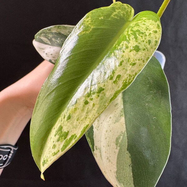 Philodendron ilsemanii rooted active growing. super rare plant from Kunzo farm! Fast shipping exact plant! US seller!