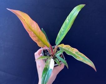 Philodendron caramel marble high variegation