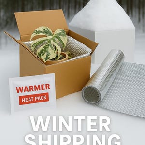 May include: A winter shipping package with a plant in a cardboard box, a heat pack, and a roll of silver insulation. The plant has green and white leaves. The words "WARMER HEAT PACK" are on the heat pack.