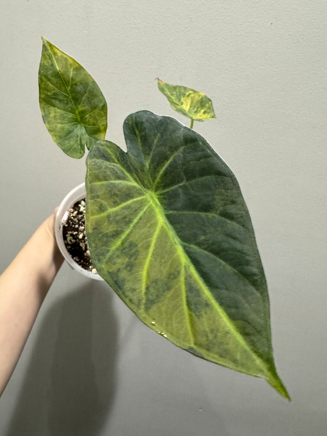 Alocasia Regal Shield Variegated Rooted Active Growing Plant. Exact Plant Etsy