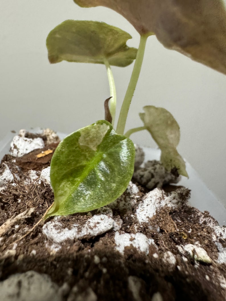 Alocasia cuprea pink mint variegated rooted active growing plant. Exact Plant image 6