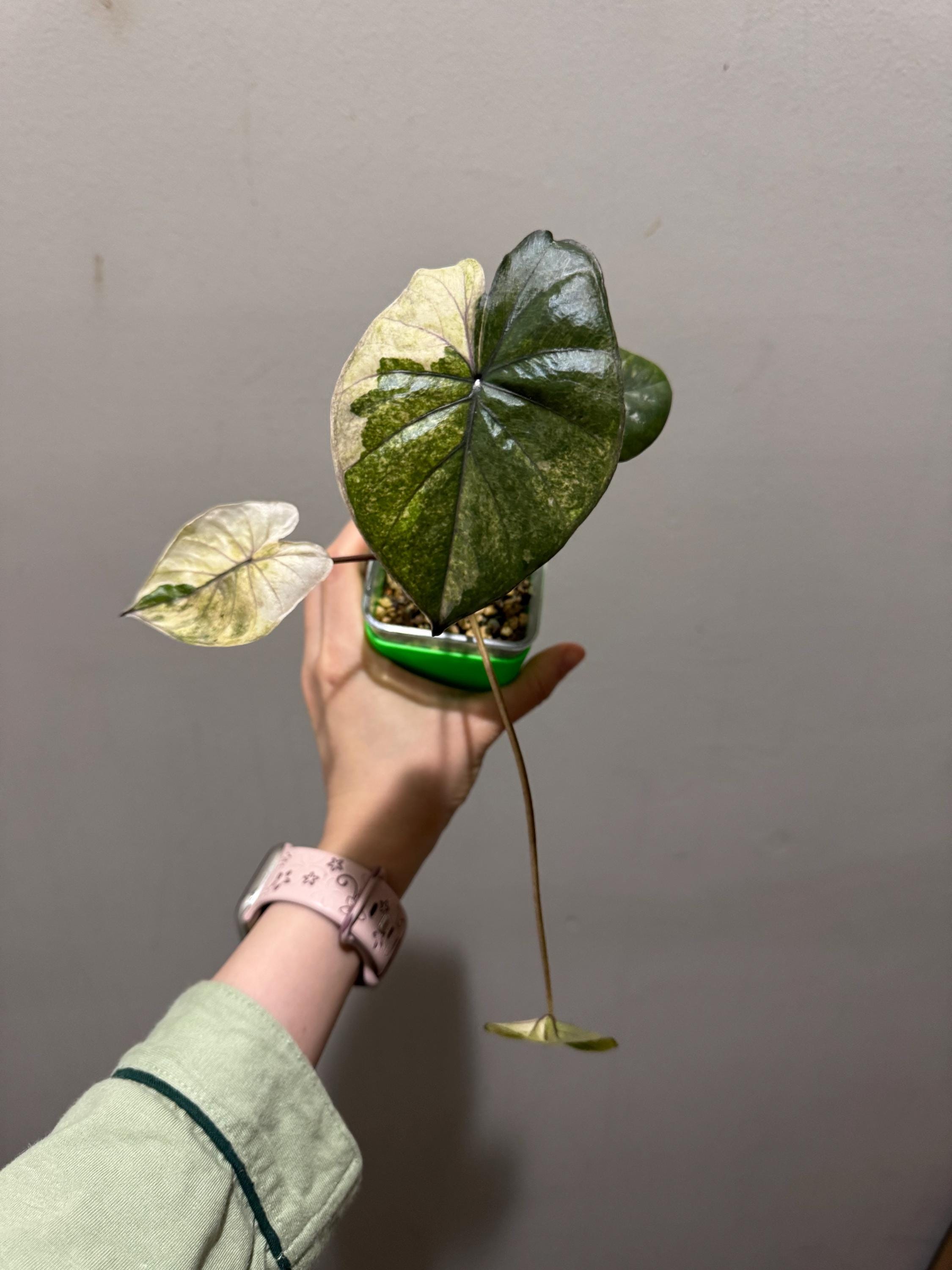 Alocasia Serendipity Variegated Pink - Etsy Alocasia Serendipity Variegated Pink - Etsy