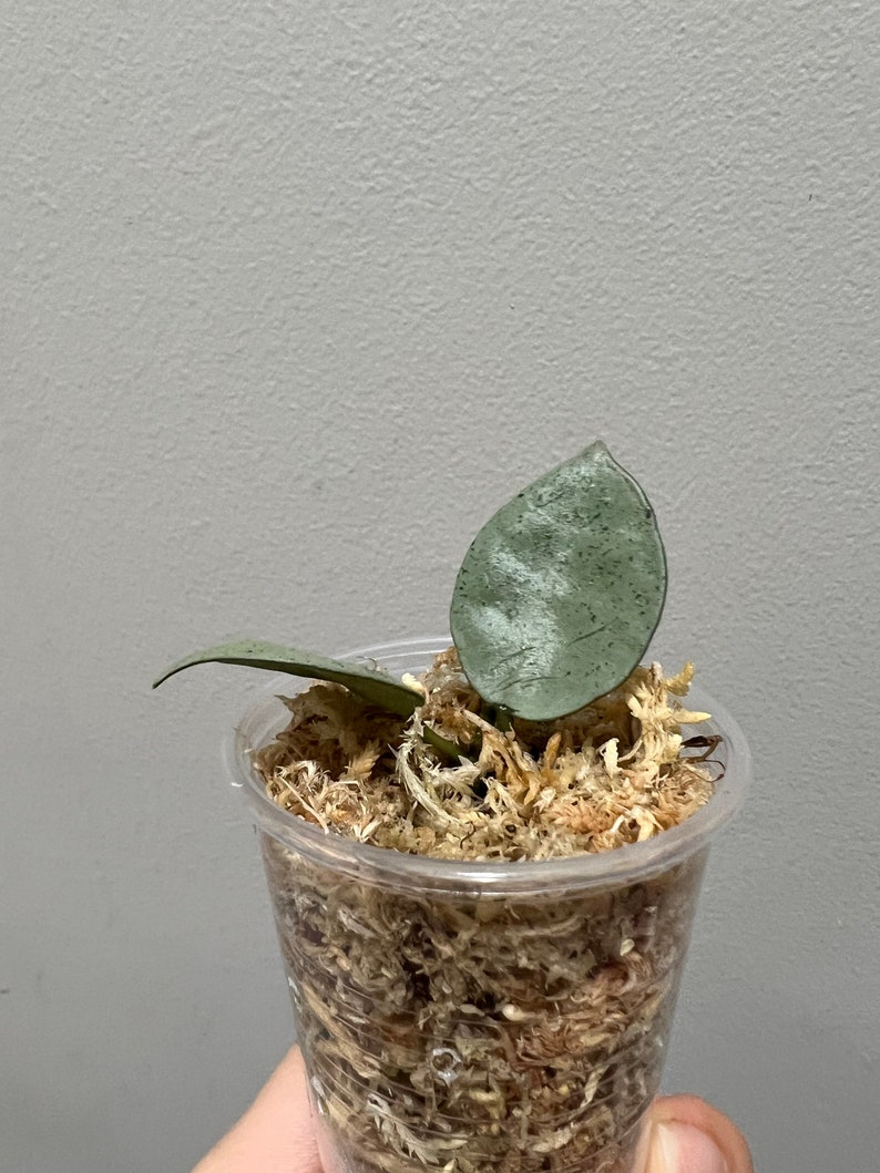 Hoya Lacunosa Silver Mint Coin Rooted Cutting. Exact Plant Etsy