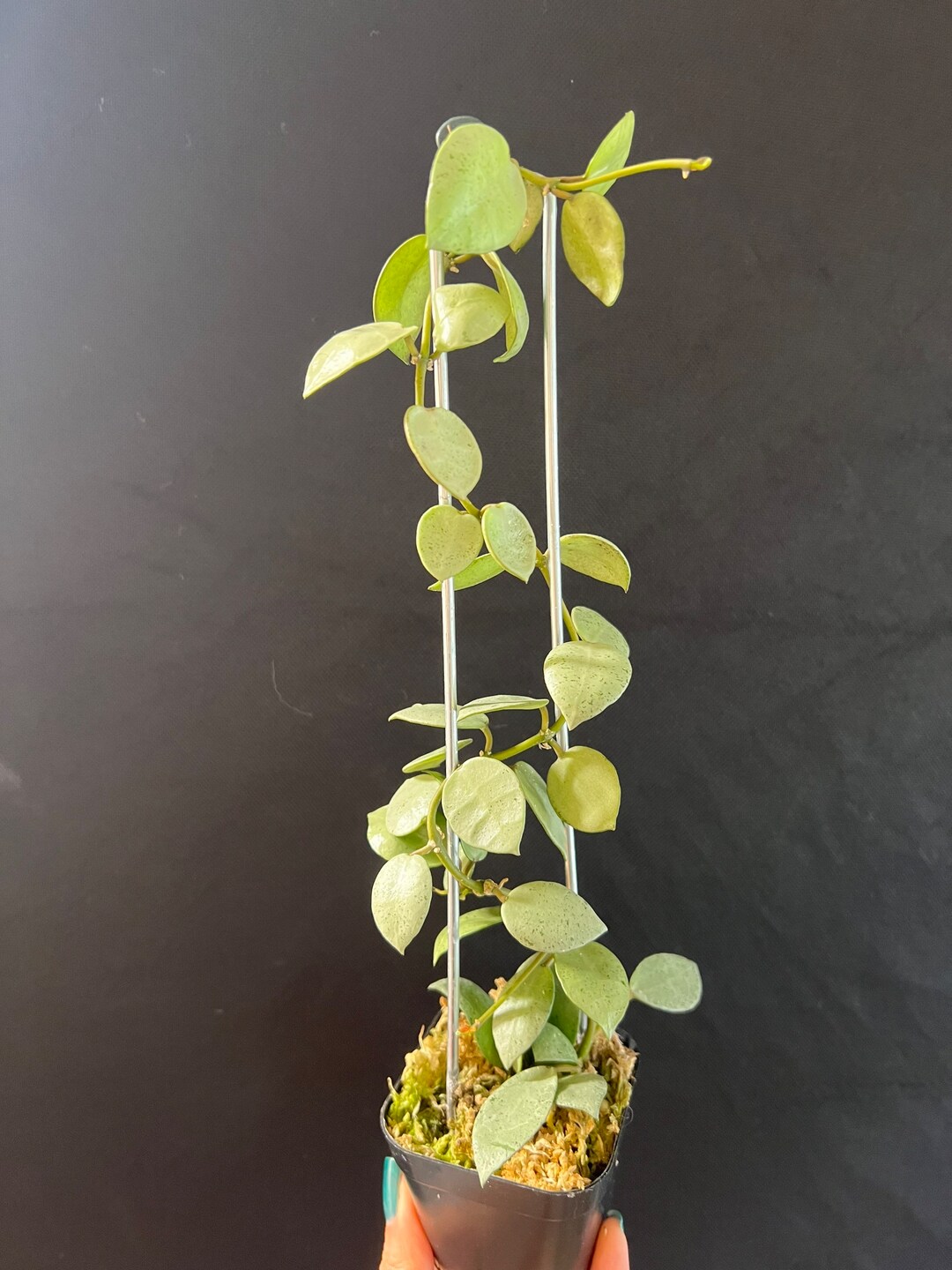 Hoya Lacunosa Silver Mint Coin Rooted Actively Growing. Many Etsy