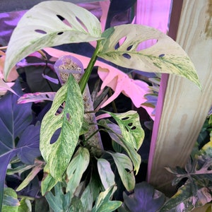 Monstera laniata mint variegated narrow form cutting Variegated monstera Laniata US seller, exact plant image 2
