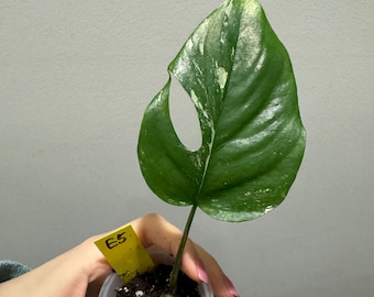 Rhaphidora Tetrasperma albo variegated rooted cutting. US seller, exact plant