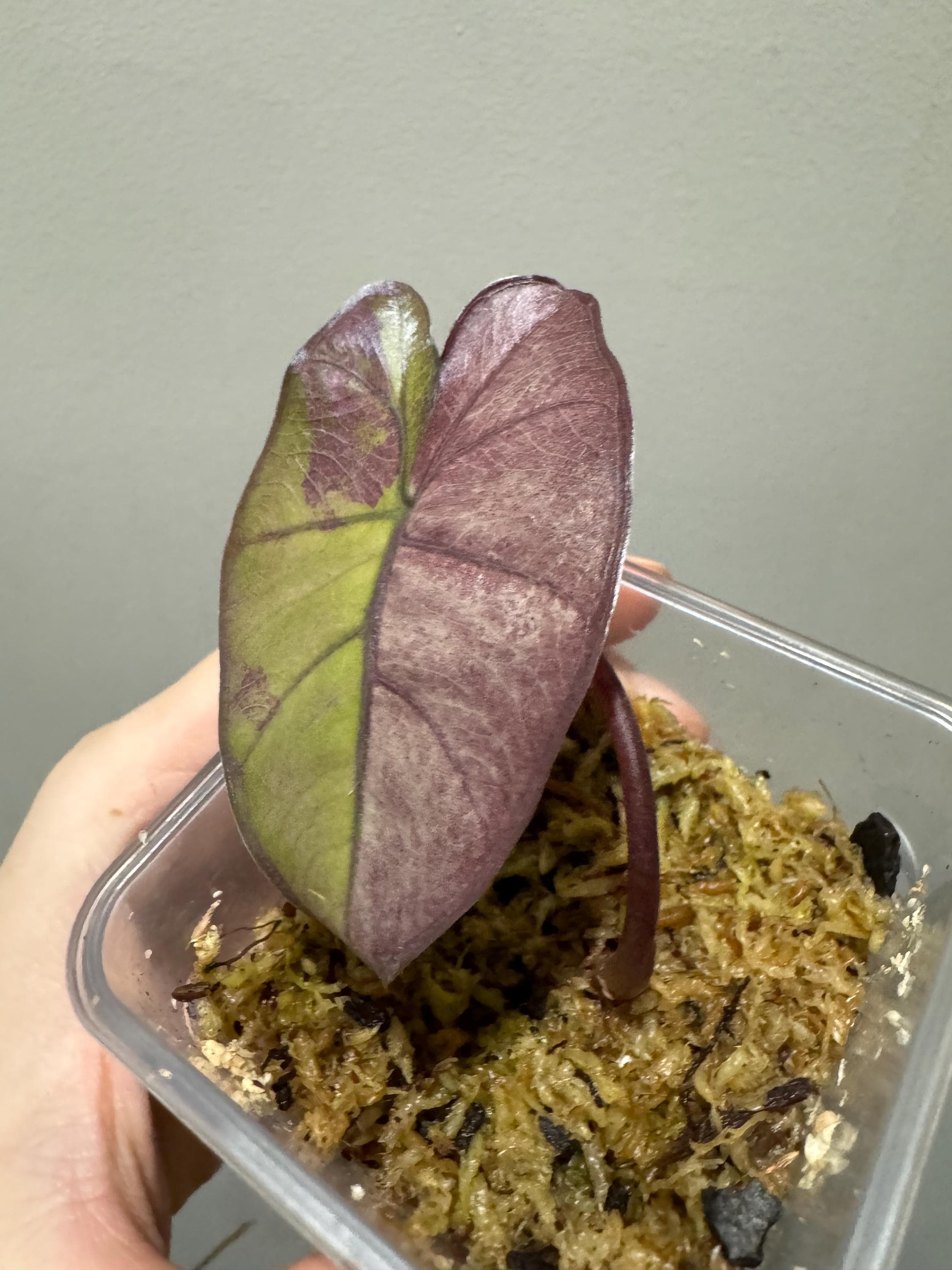 Alocasia Plumbea Nigra Variegated Active Growing Plant. Exact
