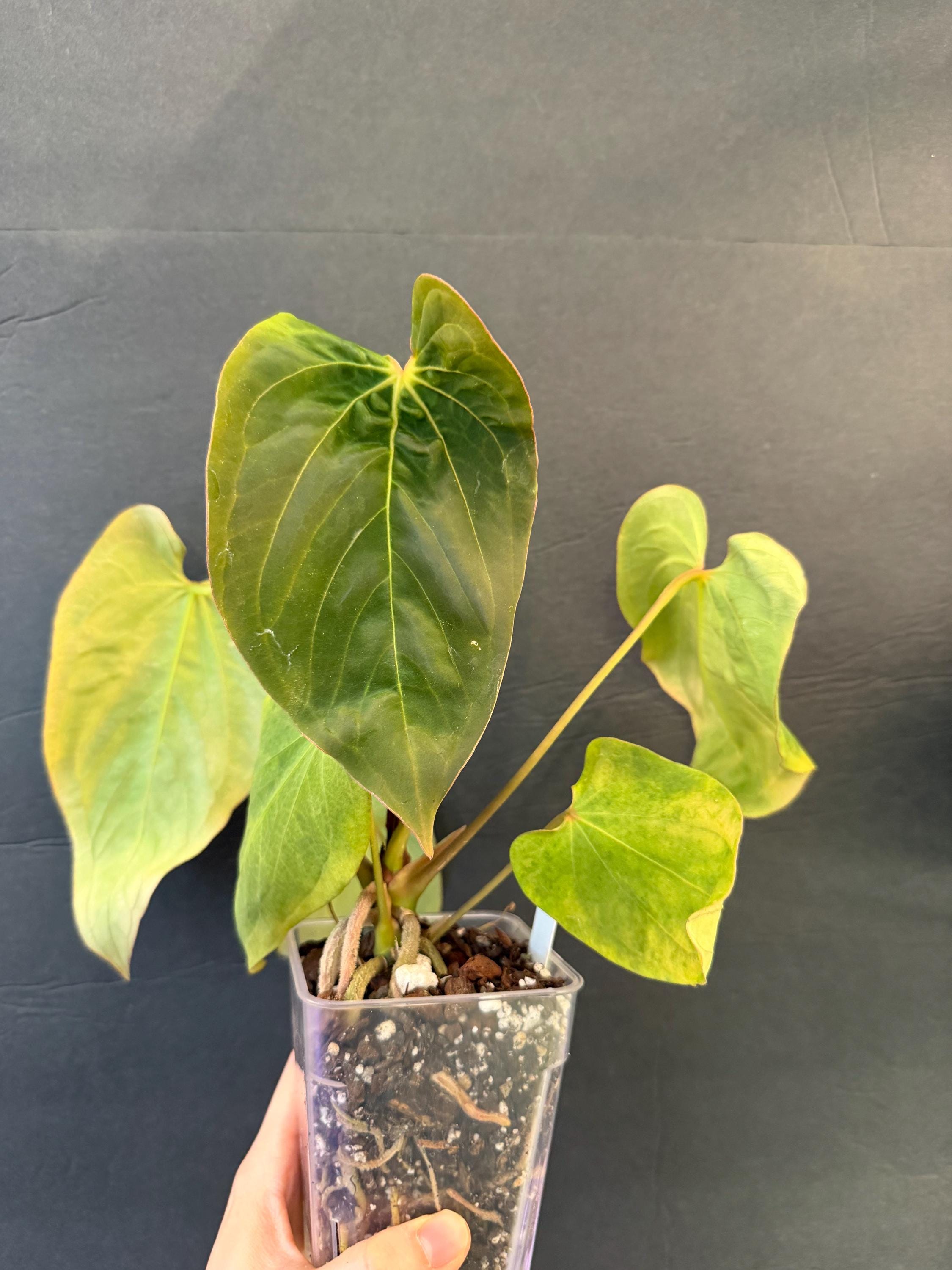 Anthurium Michelle X Michelle - Etsy