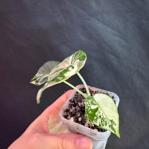 Alocasia Black Velvet Pink Variegated active growing plant. Exact Plant.