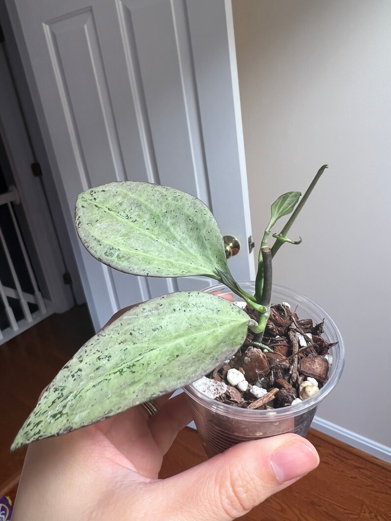 Hoya New Guinea Ghost NGG Rooted Actively Growing. Fast Etsy Hoya New Guinea Ghost NGG Rooted Actively Growing. Fast Etsy