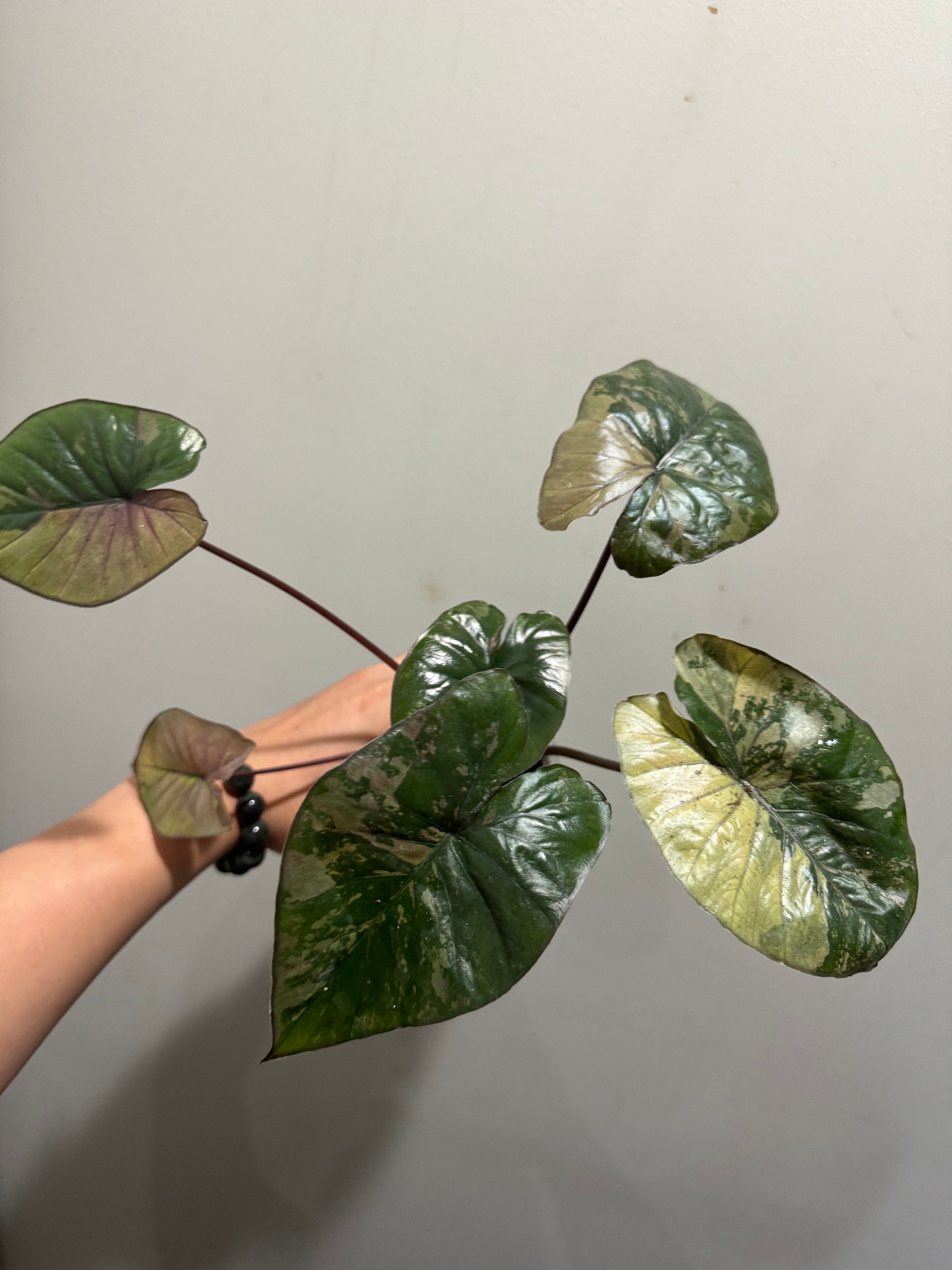2x Alocasia serendipity var+Epimable var