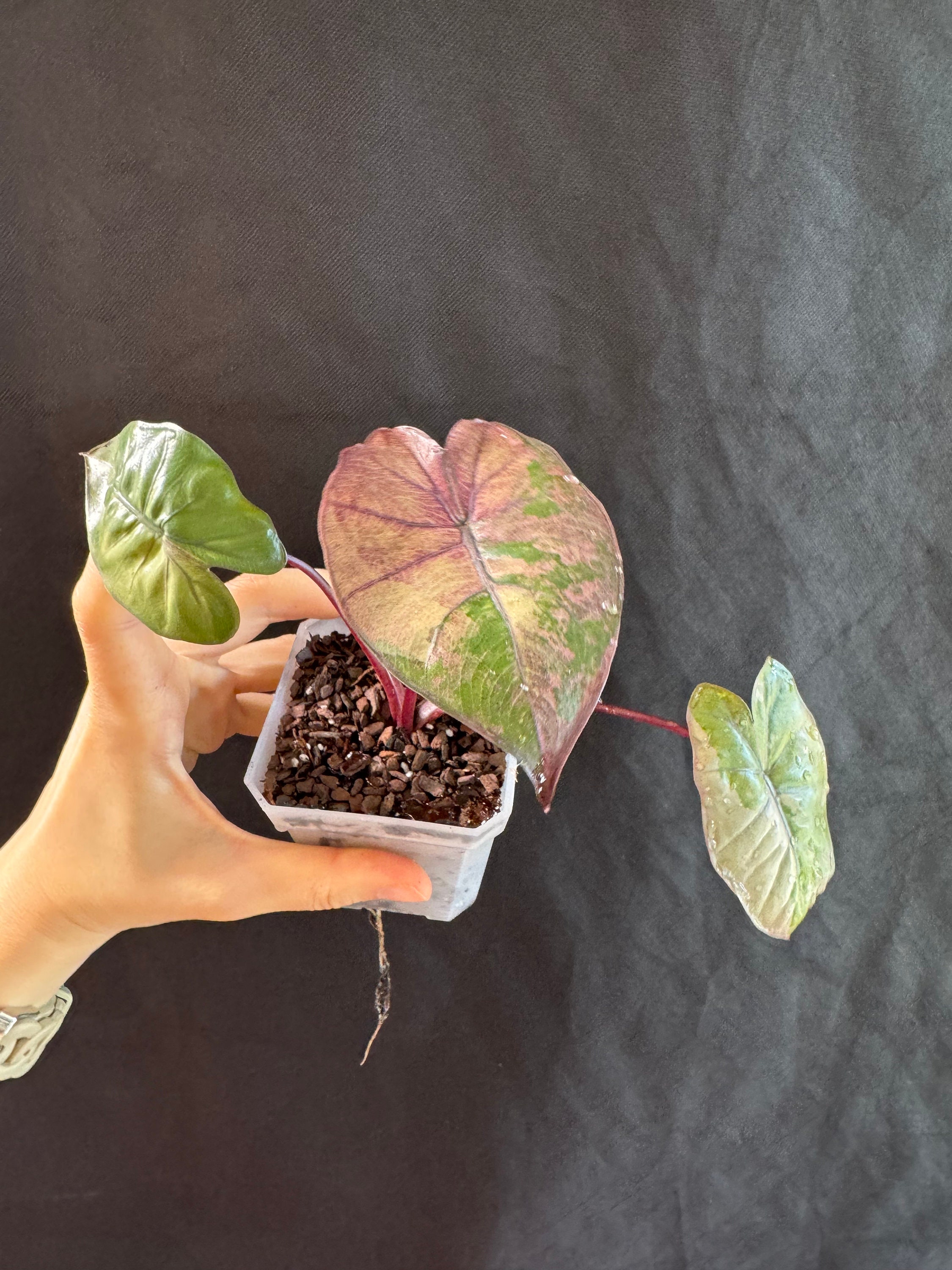 その他観葉植物 Alocasia Plumbea nigra Alocasia Plumbea Nigra Variegated Active Growing Plant. Exact