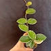 see more listings in the Hoya Variegated section