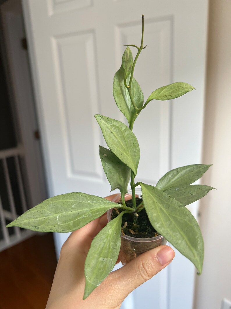 Hoya New Guinea Ghost NGG Rooted Actively Growing. Large Etsy Hoya New Guinea Ghost NGG Rooted Actively Growing. Large Etsy