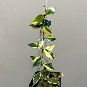 2 hoya bakoensis albo variegated cutting. 2 cuttings in 1 pot. Exact plant fast shipping image 7