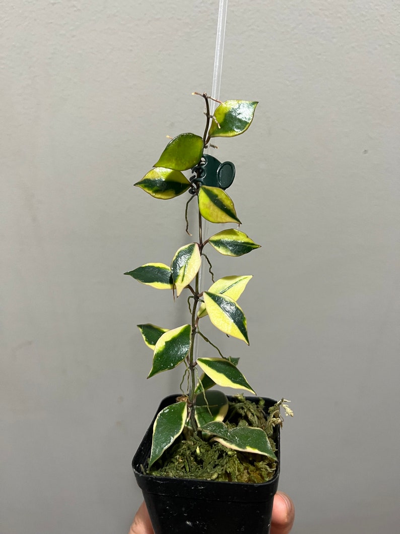 2 hoya bakoensis albo variegated cutting. 2 cuttings in 1 pot. Exact plant fast shipping image 7
